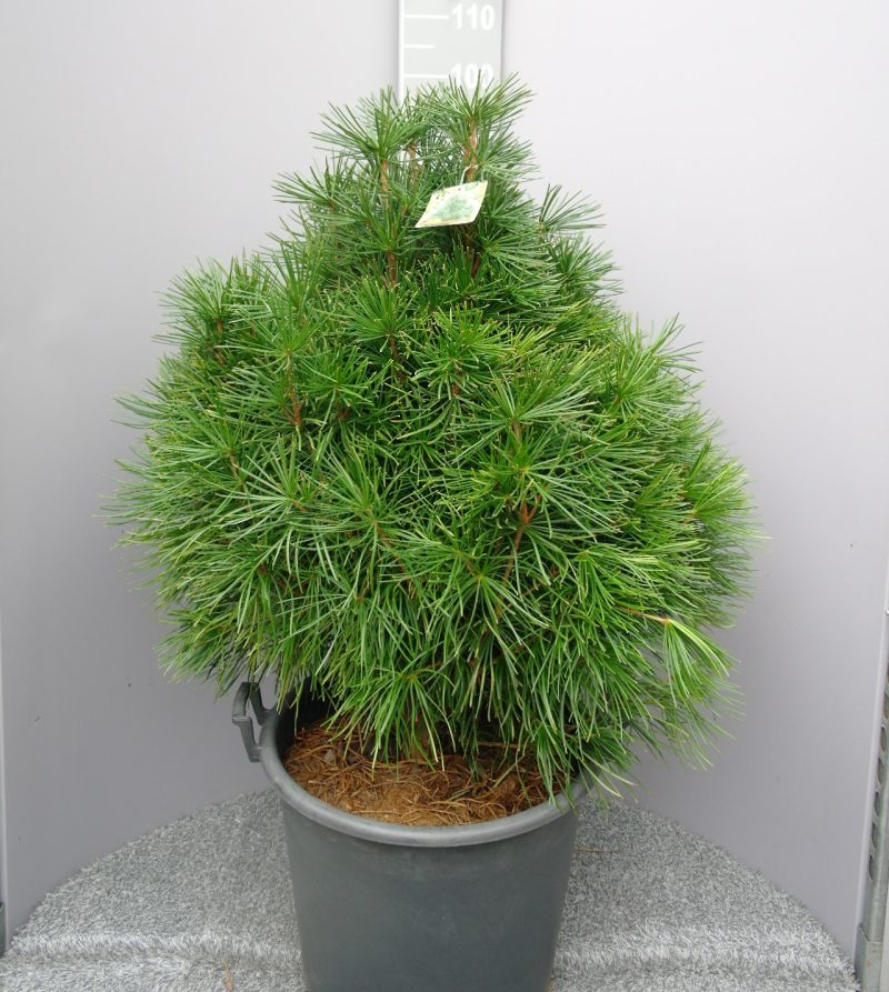 Sciadopitys Verticillata - Kransspar