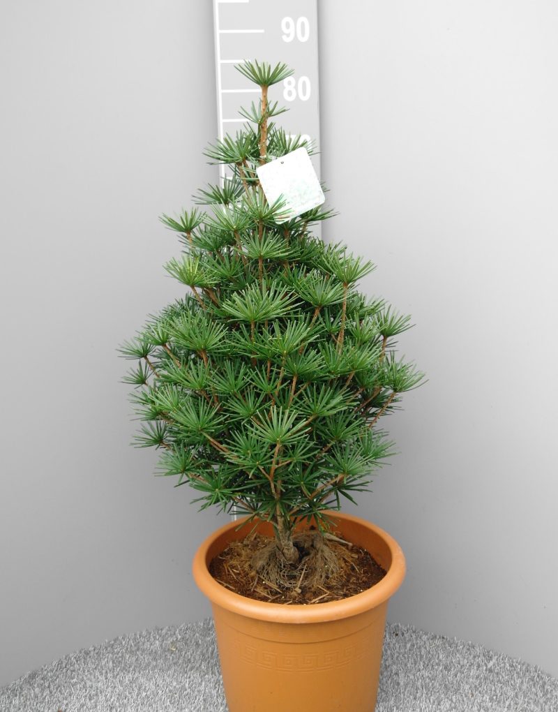 Sciadopitys Verticillata 'Beauty Green' - Kransspar