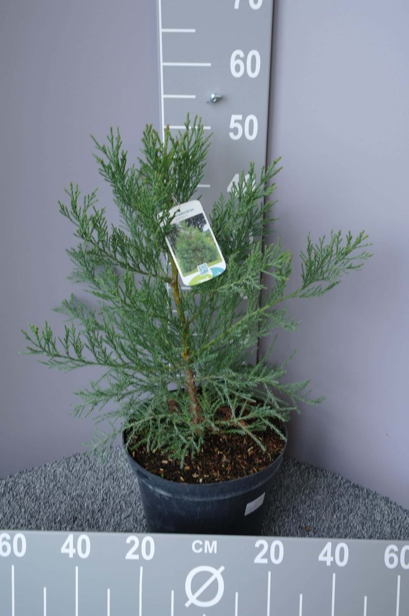 Sequoiadendron giganteum - Mamoetboom