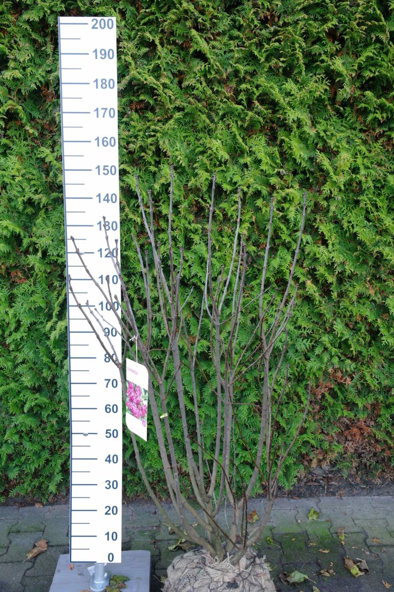 Sering vulgaris 'Andenken an Ludwig Spath'