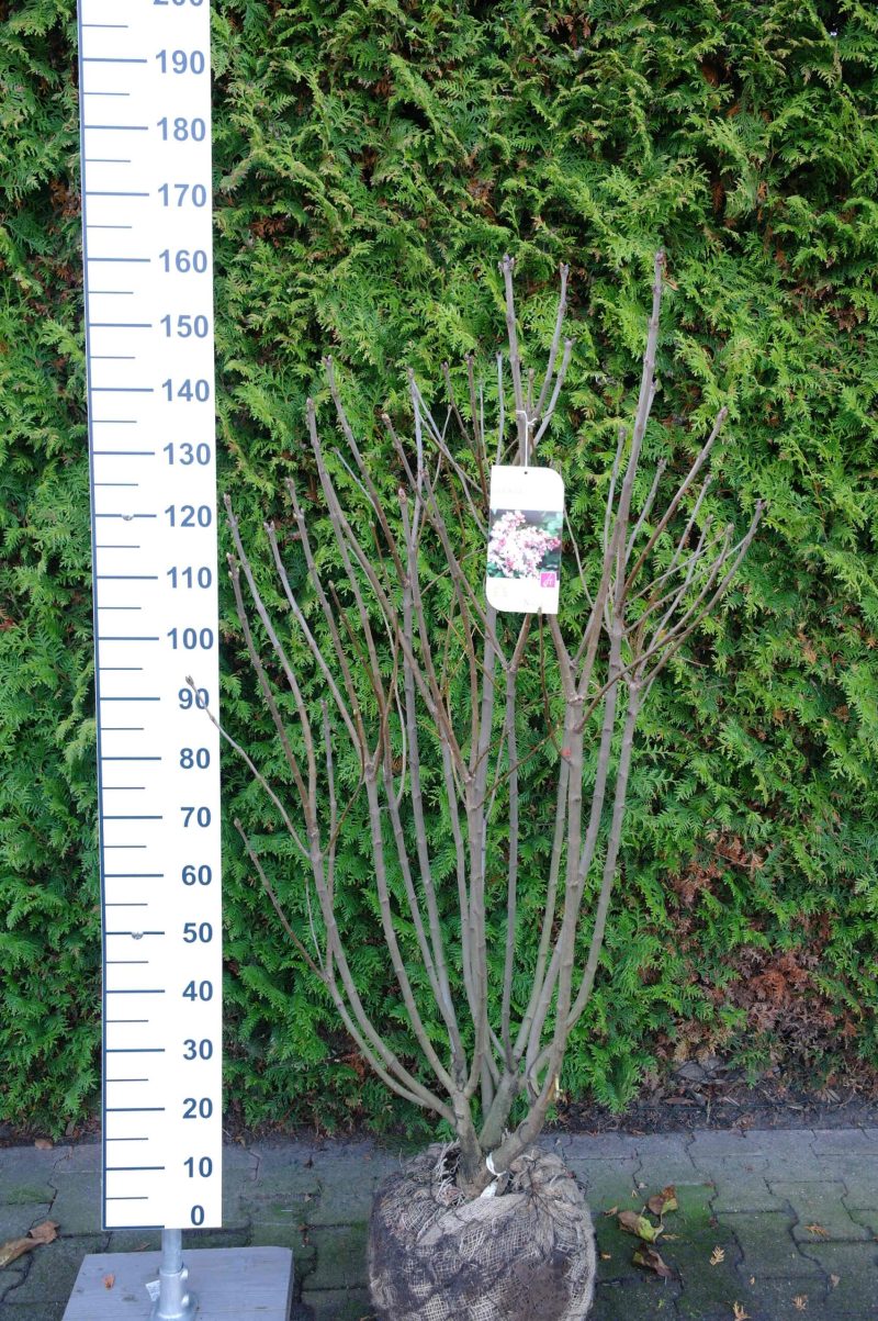 Syringa vulgaris Hybride 'Beauty of Moskou'
