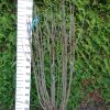 Syringa vulgaris Hybride 'Charles Joly'
