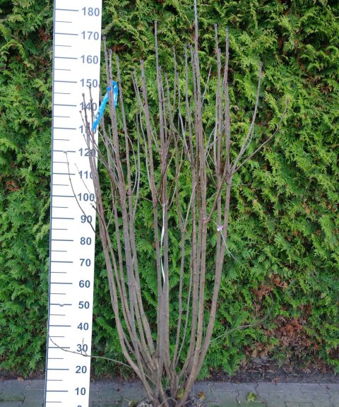 Syringa vulgaris Hybride 'Charles Joly'