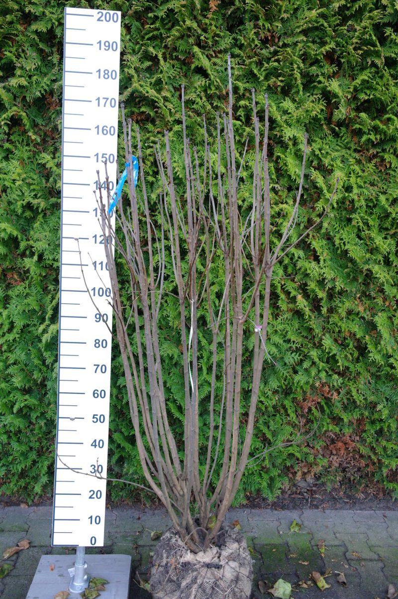 Syringa vulgaris Hybride 'Charles Joly'