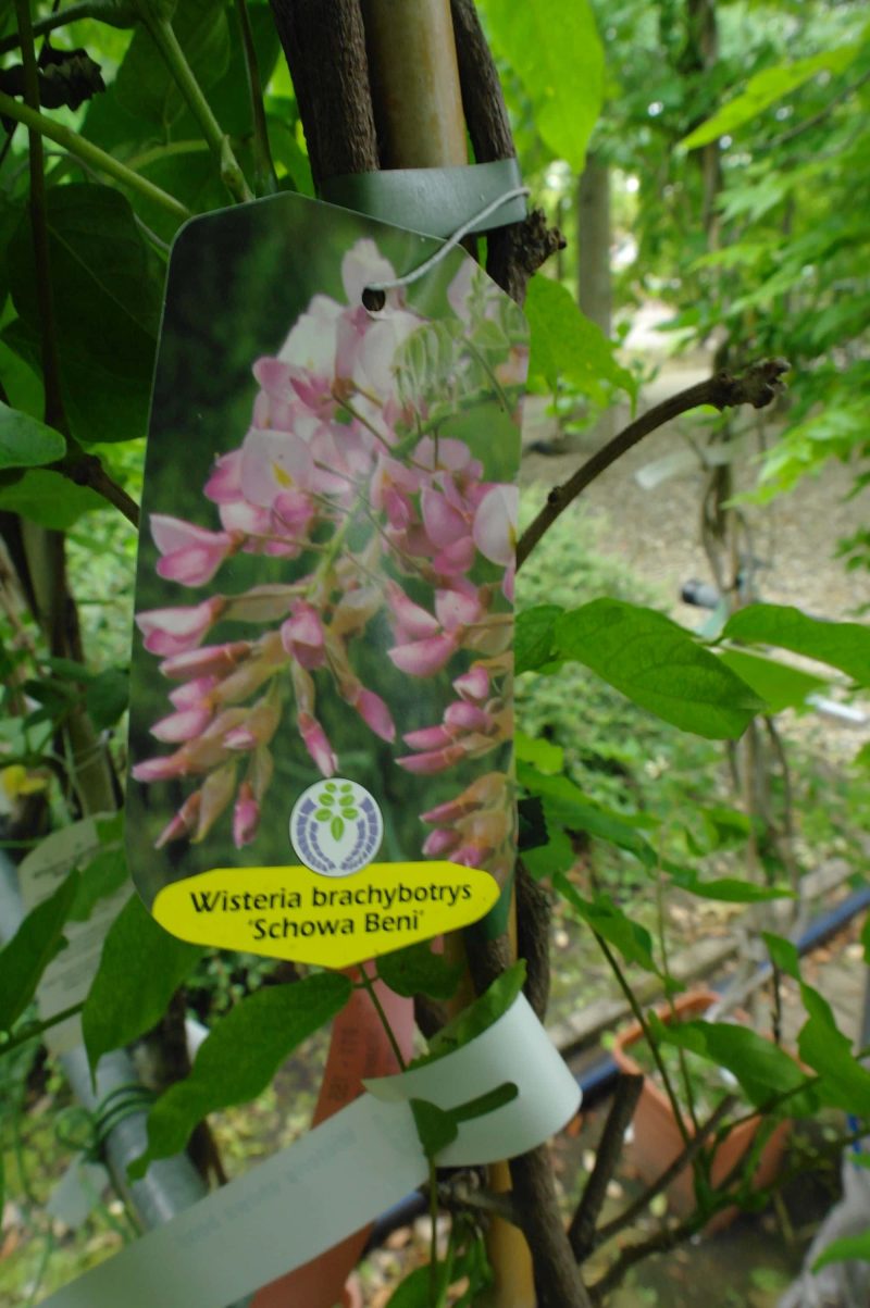 Wisteria Sinensis 'Showa Beni' op rek - Afbeelding 2