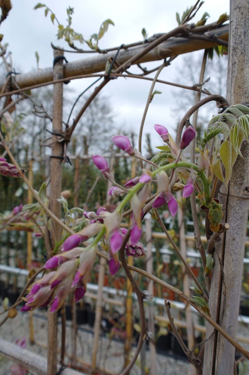 Wisteria Sinensis 'Showa Beni' op rek - Afbeelding 4