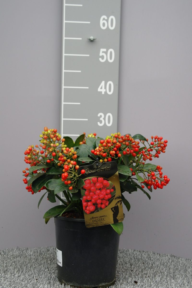 Skimmia Japonica 'Desire'