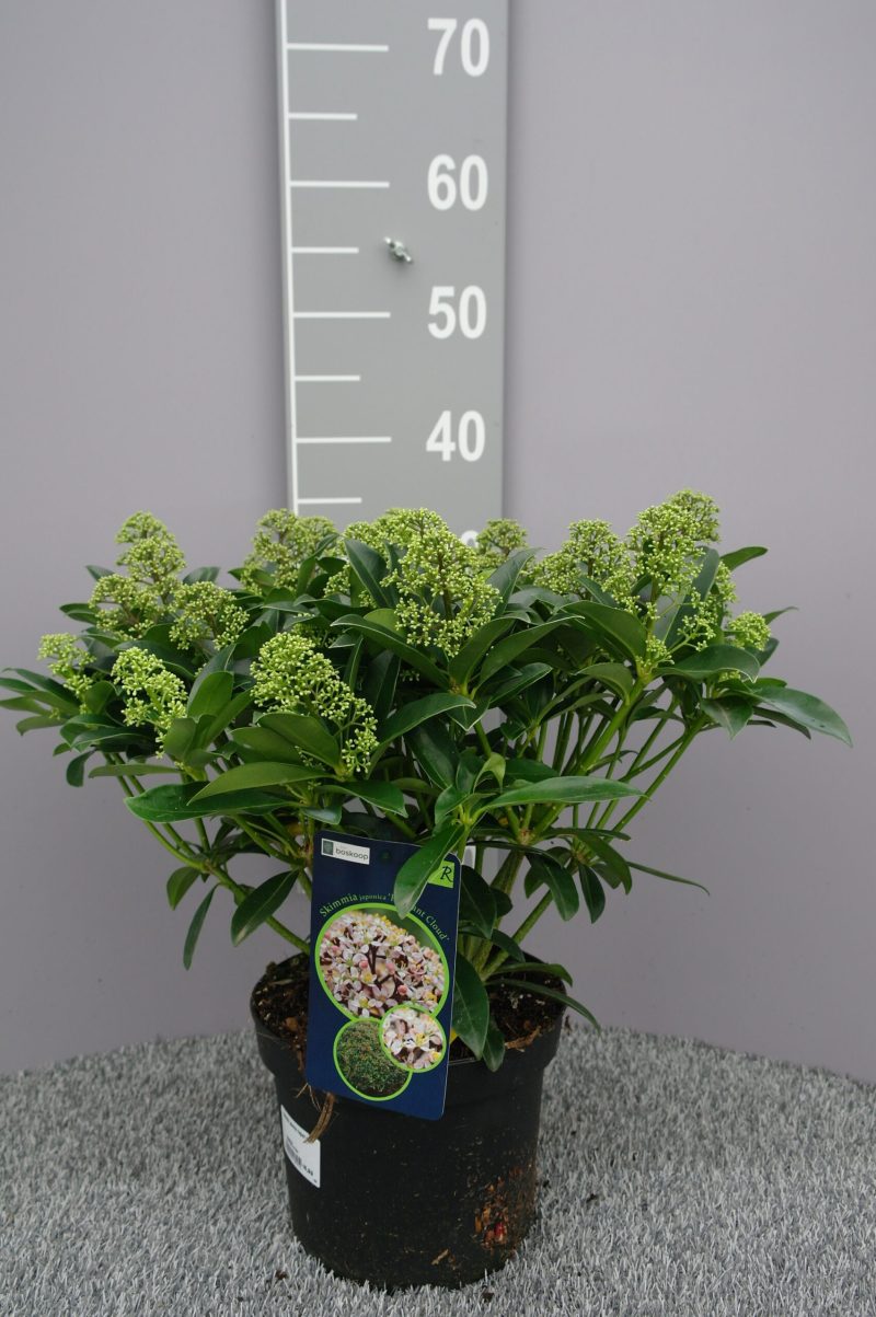 Skimmia Japonica 'Fragant Cloud'