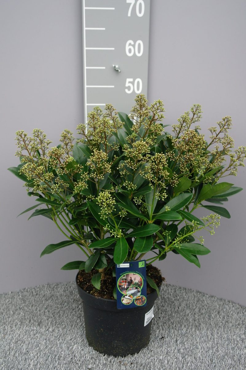 Skimmia Japonica 'Yuki'