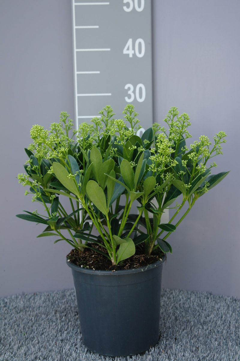 Skimmia Japonica Finchy