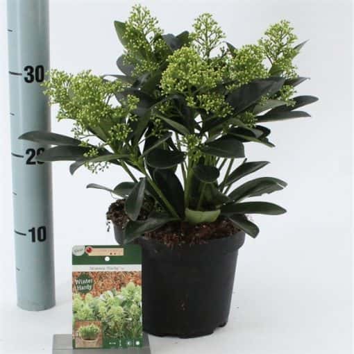 Skimmia Japonica Finchy® PBR
