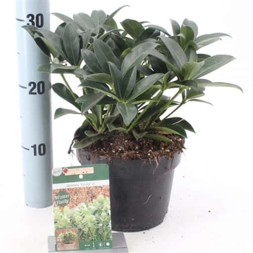 Skimmia Japonica Finchy® PBR - Afbeelding 2