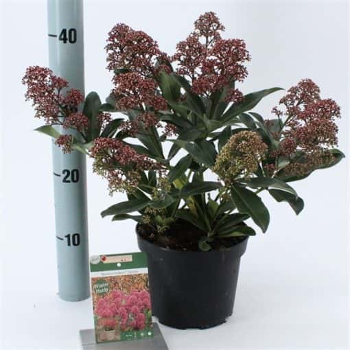 Skimmia Japonica Rubesta®Optima ('Moeropti'PBR)