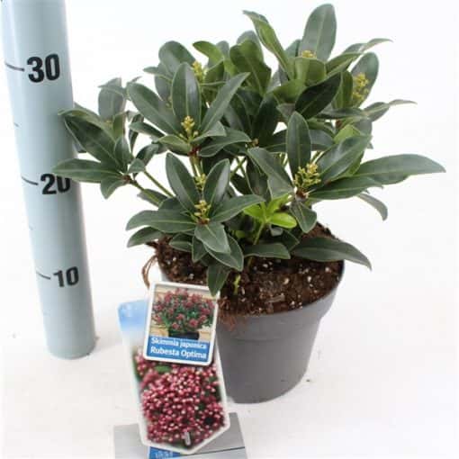 Skimmia Japonica Rubesta®Optima ('Moeropti'PBR) - Afbeelding 3