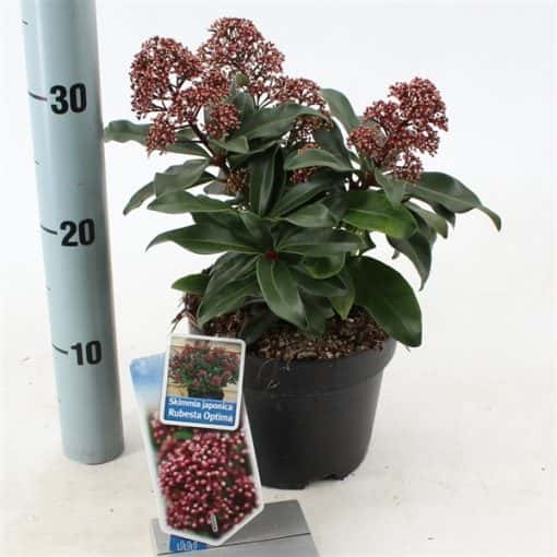 Skimmia Japonica Rubesta®Optima ('Moeropti'PBR) - Afbeelding 2