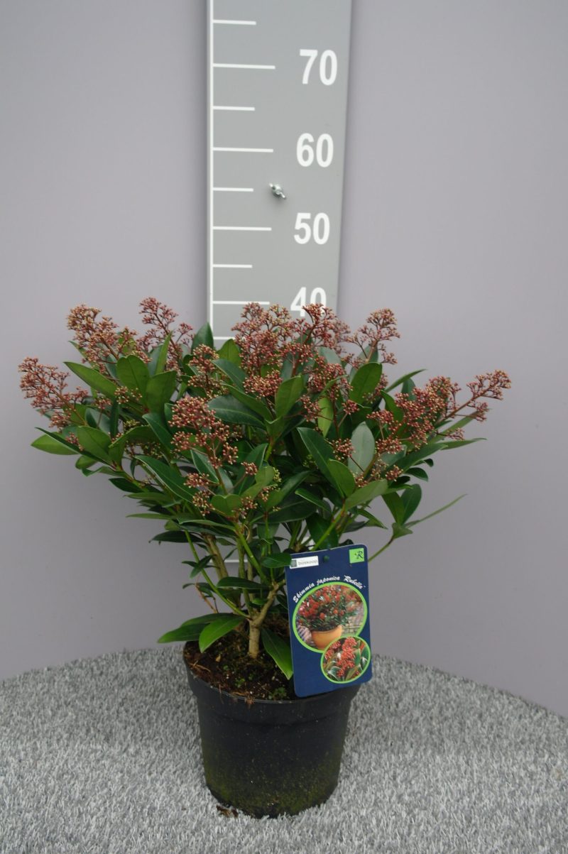Skimmia Japonica 'Rubella'