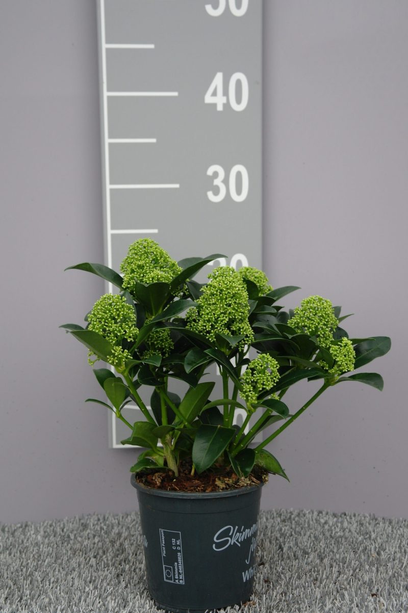 Skimmia Japonica 'White Globe'