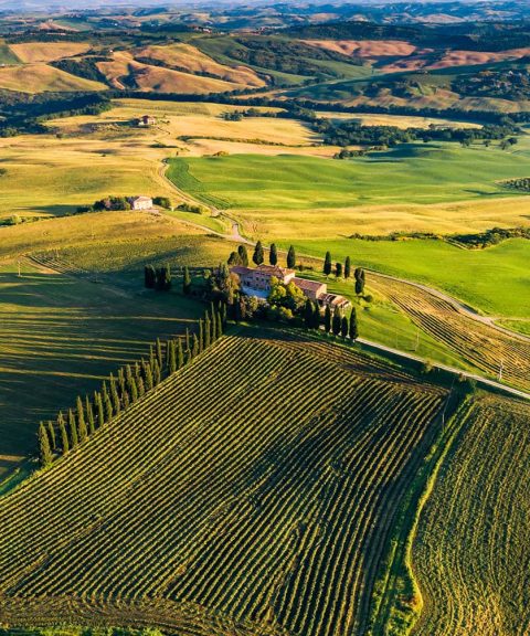 Mediterrane bomen