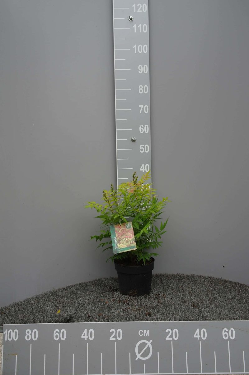 Sorbaria Sorbifolia Sem