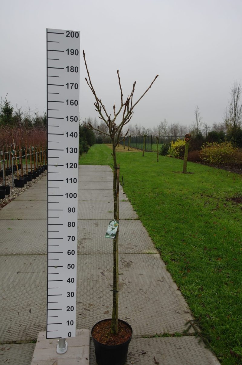Sorbus Wilfordii