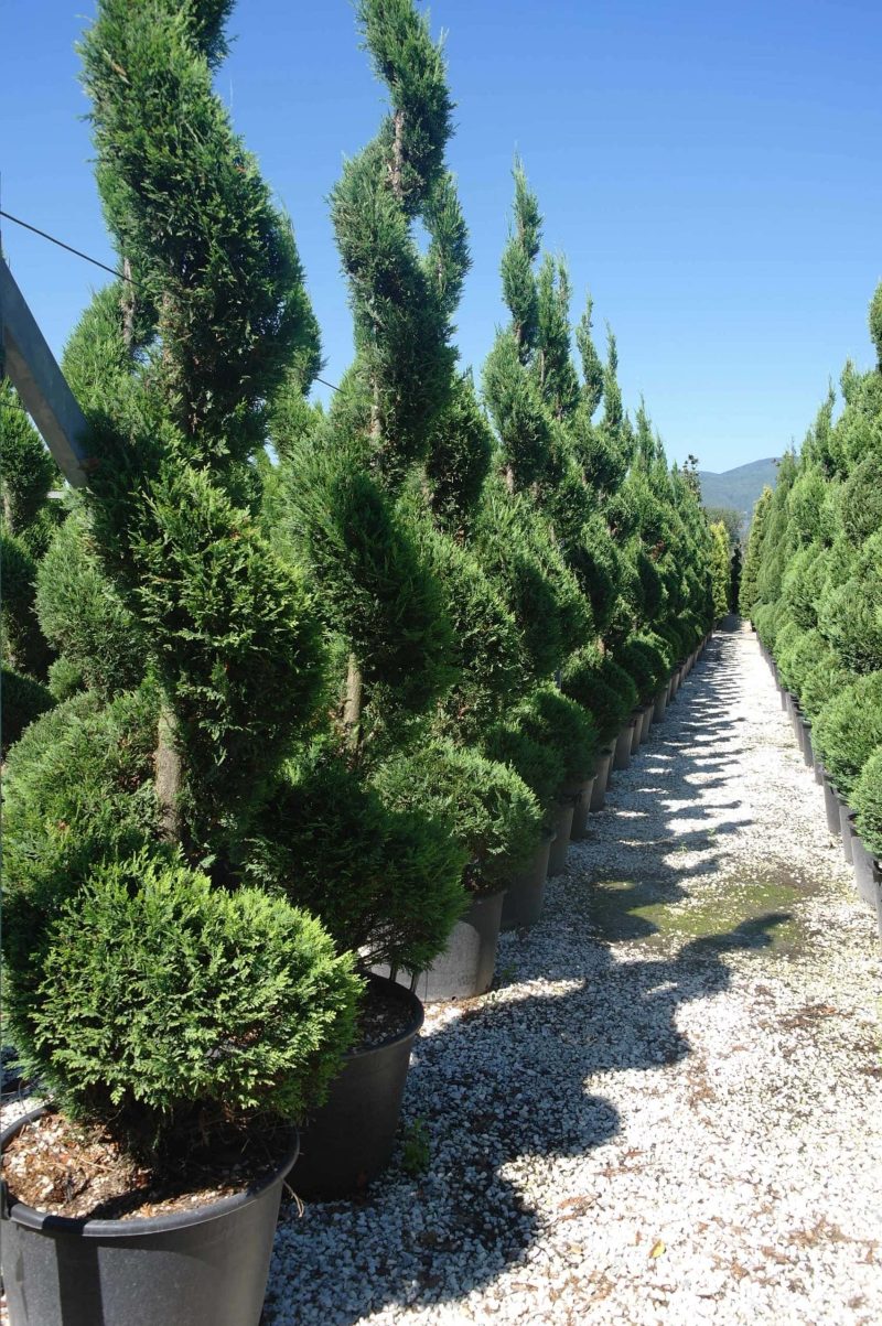 Cupressocyparis Leylandii spiraal 250-500 cm - Afbeelding 2