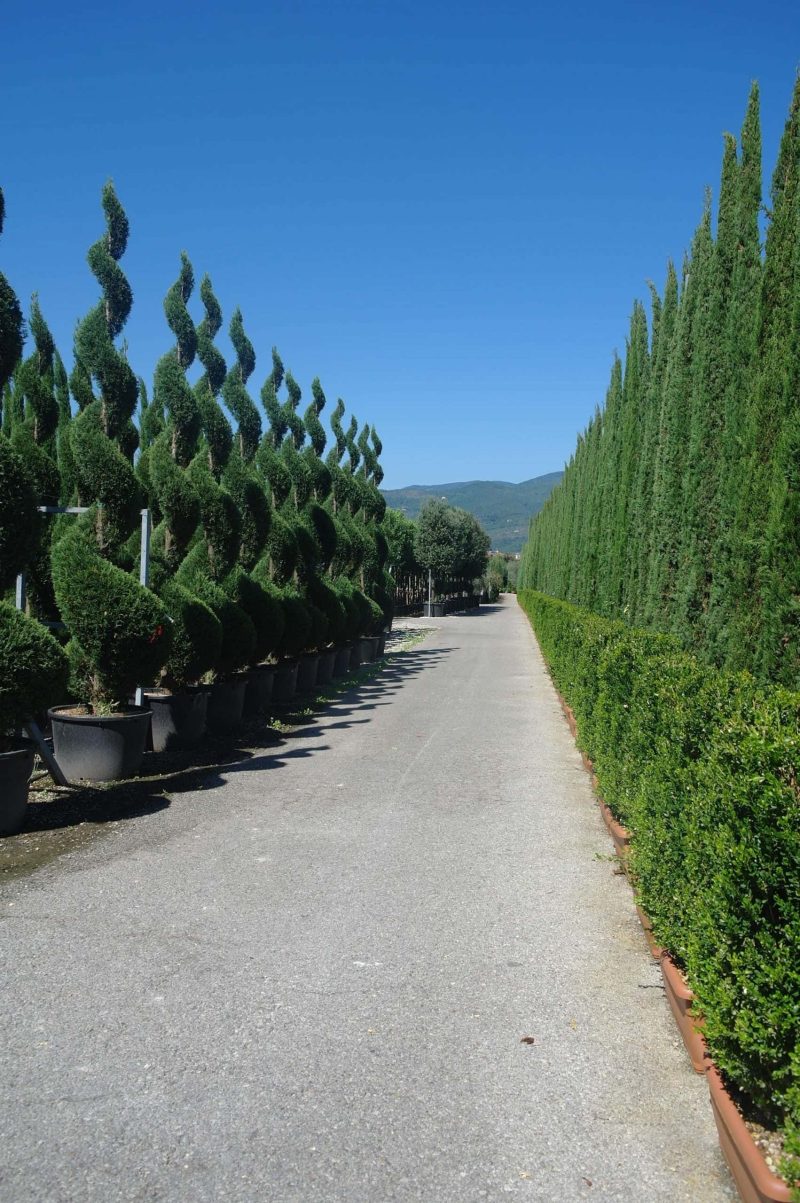 Cupressocyparis Leylandii spiraal 250-500 cm - Afbeelding 3