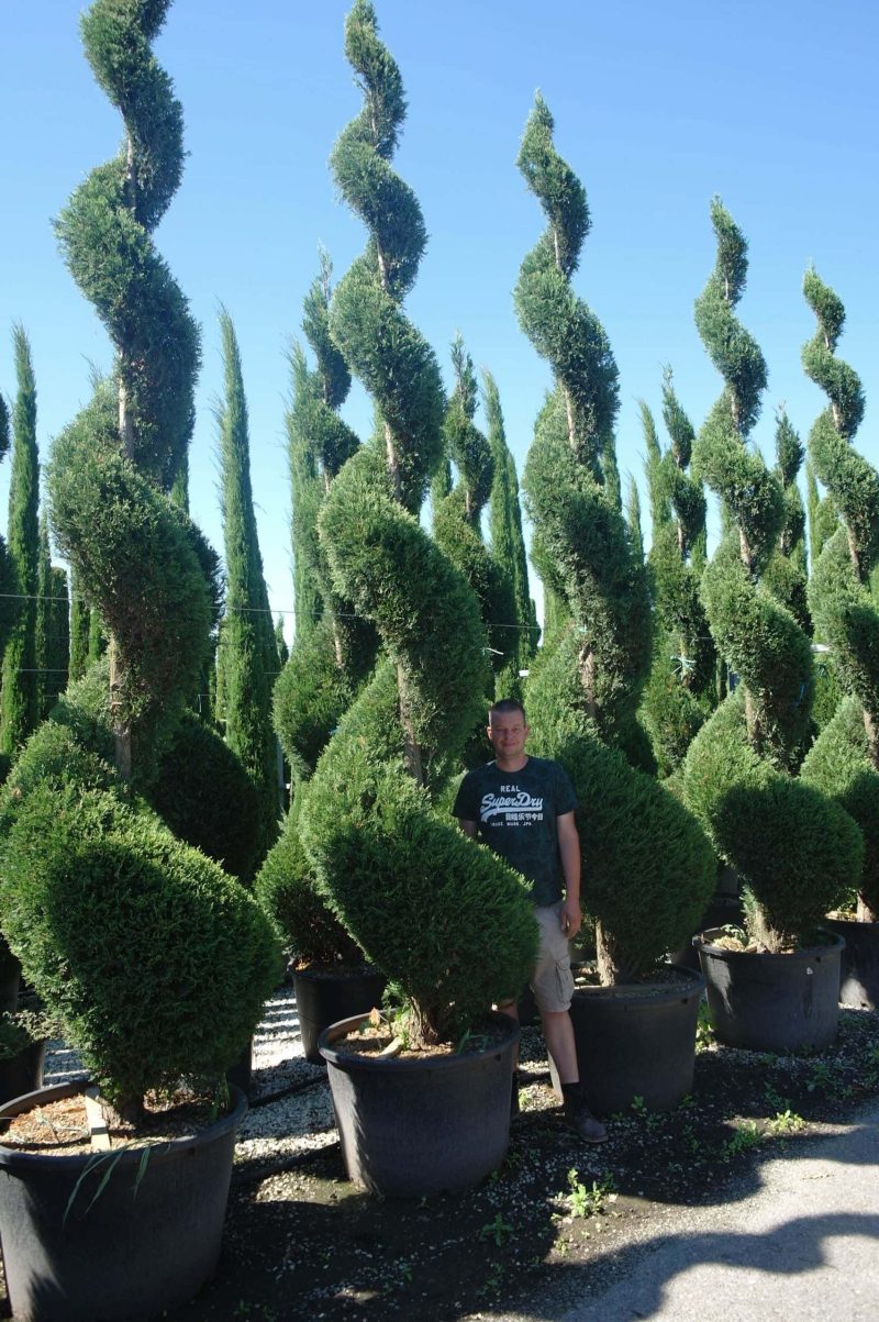 Cupressocyparis Leylandii spiraal 250-500 cm