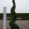 Cupressocyparis Leylandii 'Castlewellan Gold' spiraal