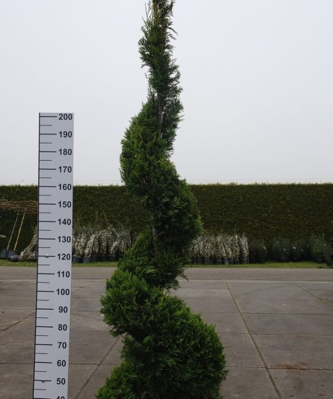Cupressocyparis Leylandii 'Castlewellan Gold' spiraal