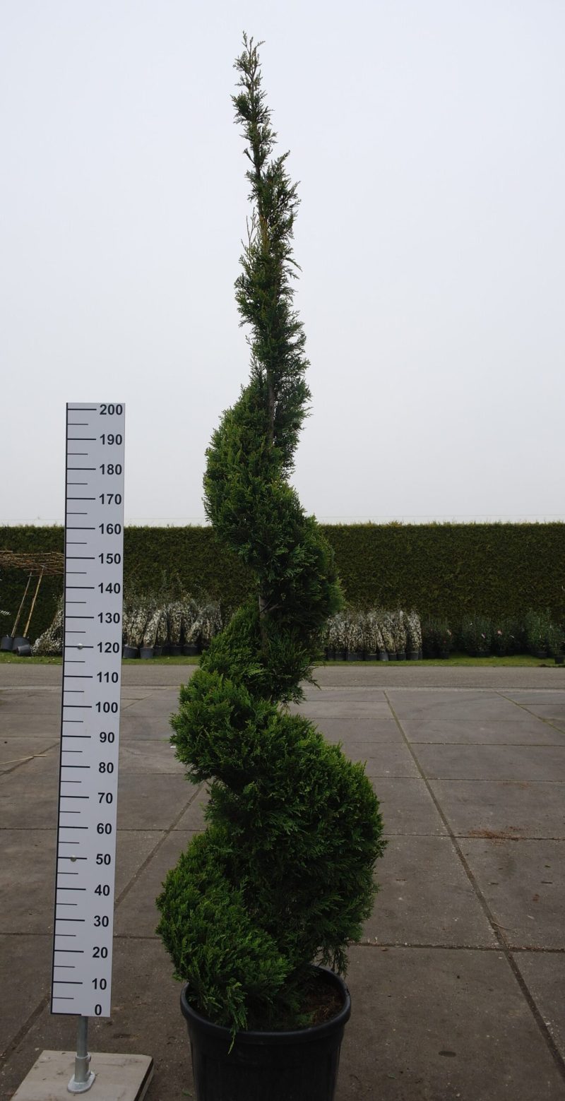 Cupressocyparis Leylandii 'Castlewellan Gold' spiraal