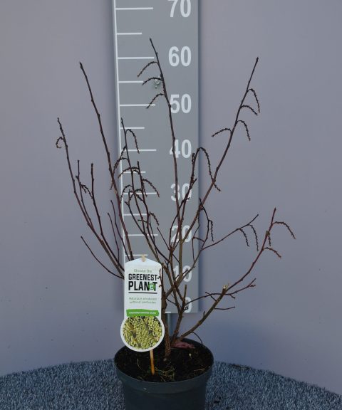 Stachyurus chin. 'Celina'