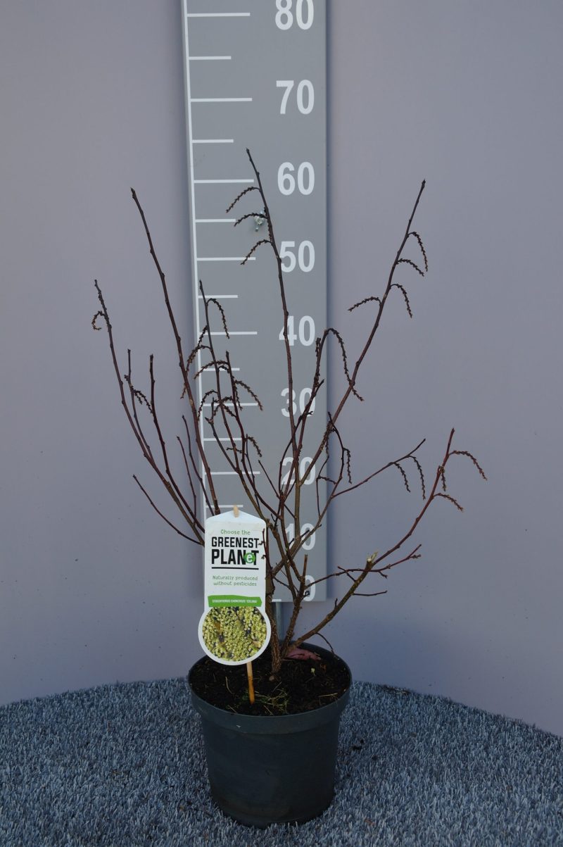 Stachyurus chin. 'Celina'