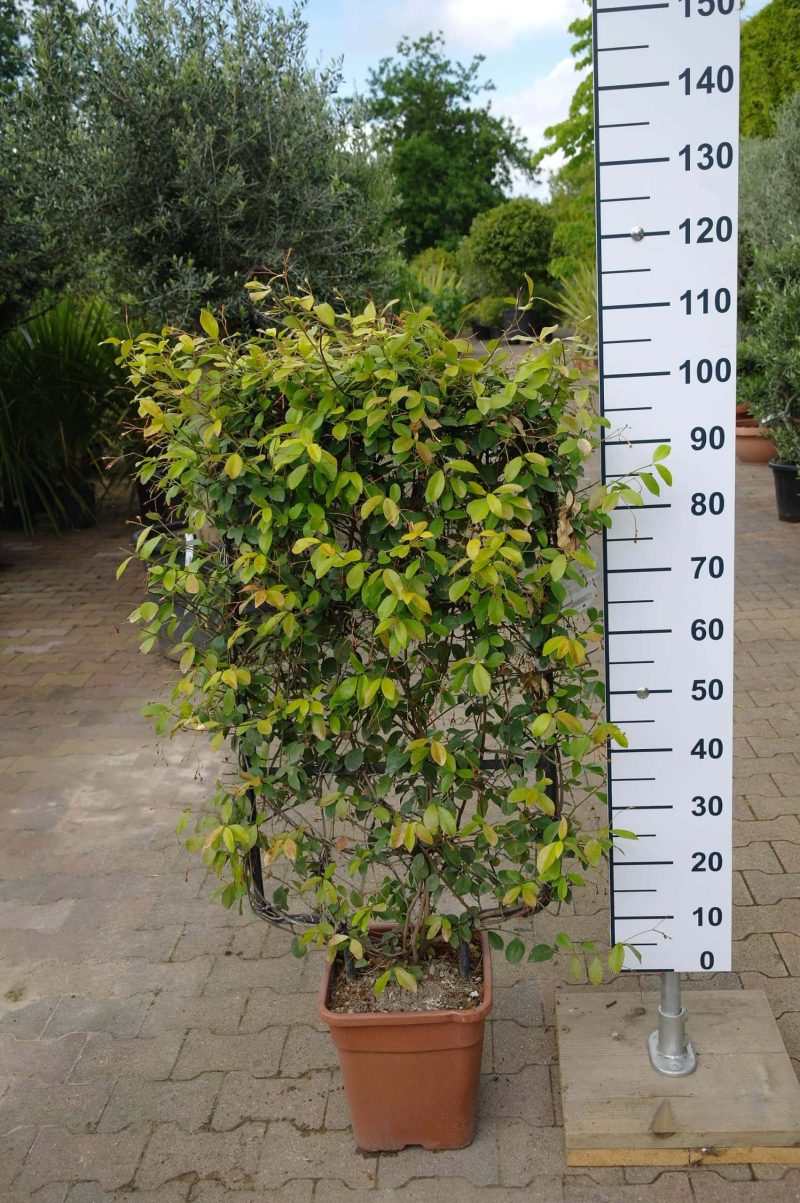 Trachelospermum Jasminoides 'Star of Toscane' op rek (kopie) - Afbeelding 2