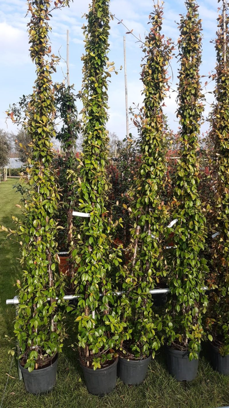 Trachelospermum Jasminoides 'Star of Toscane'