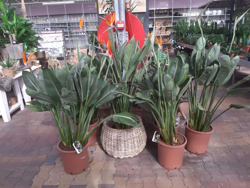 Strelitzia Reginae - Afbeelding 3