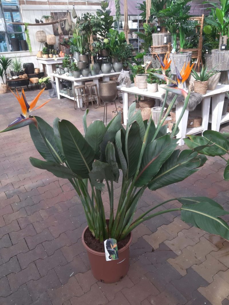 Strelitzia Reginae
