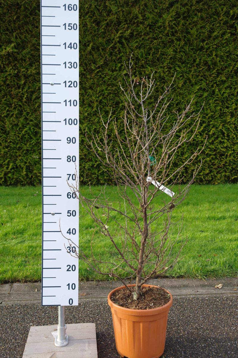 Styrax japonicus 'Evening Light' - Afbeelding 2