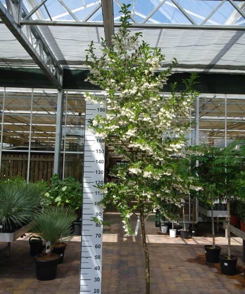 Styrax japonicus