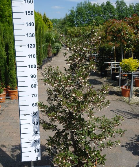 Styrax japonicus 'Evening Light'