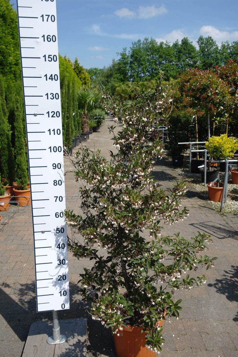 Styrax japonicus 'Evening Light'