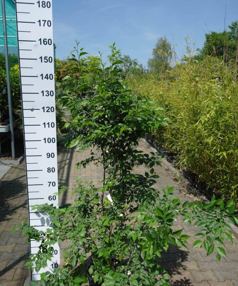 Styrax japonicus