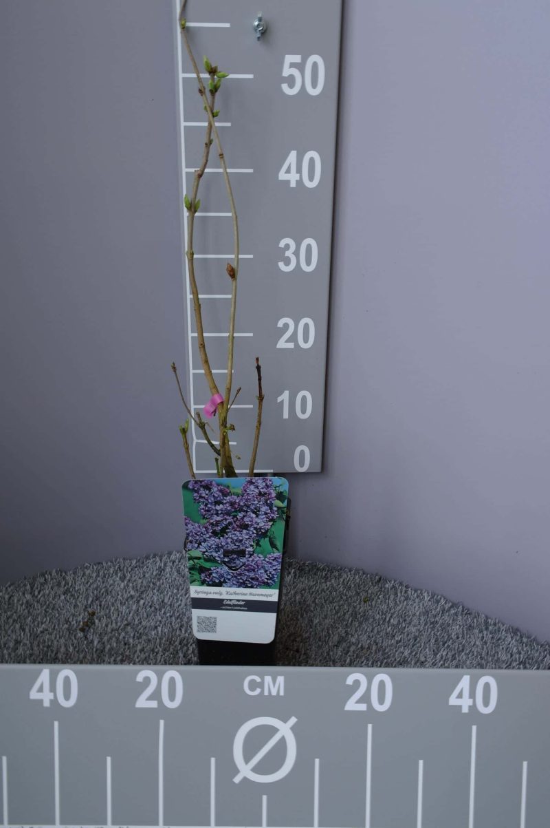 Syringa vulgaris Hybride 'Katherine Havemeyer' - Afbeelding 3