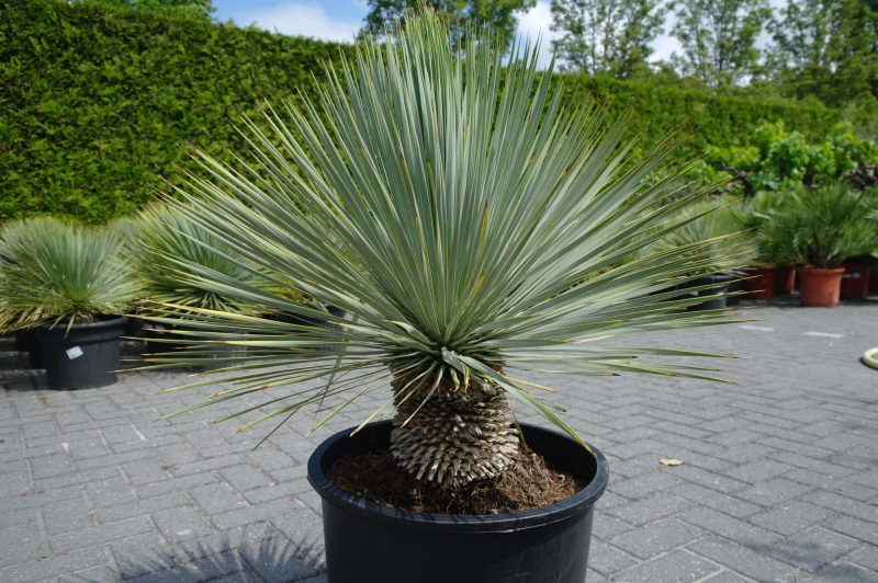 Yucca Rostrata - Afbeelding 2