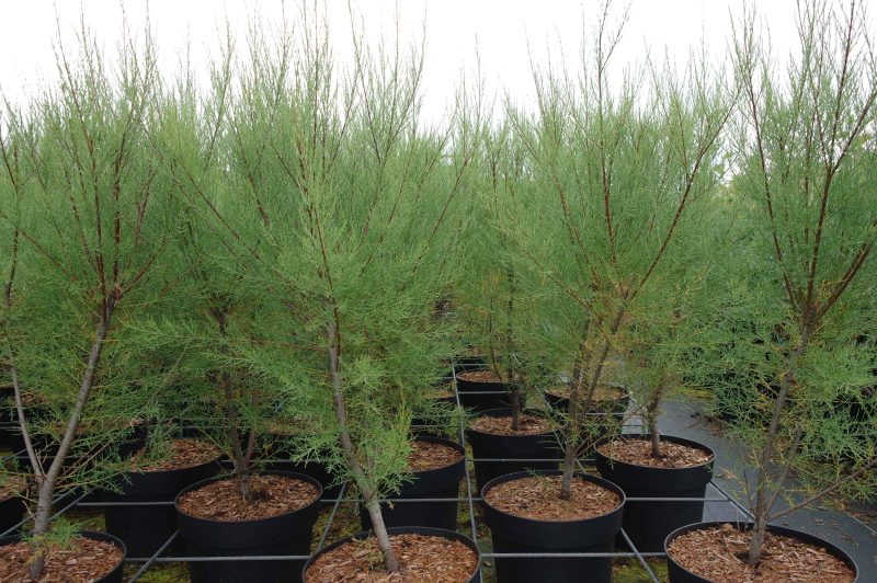Tamarix Tetrandra - Afbeelding 2