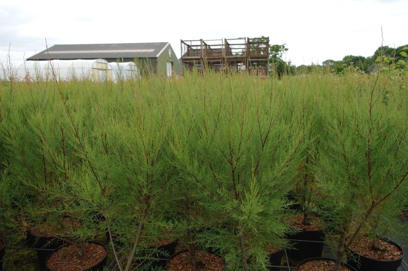 Tamarix Tetrandra - Afbeelding 3