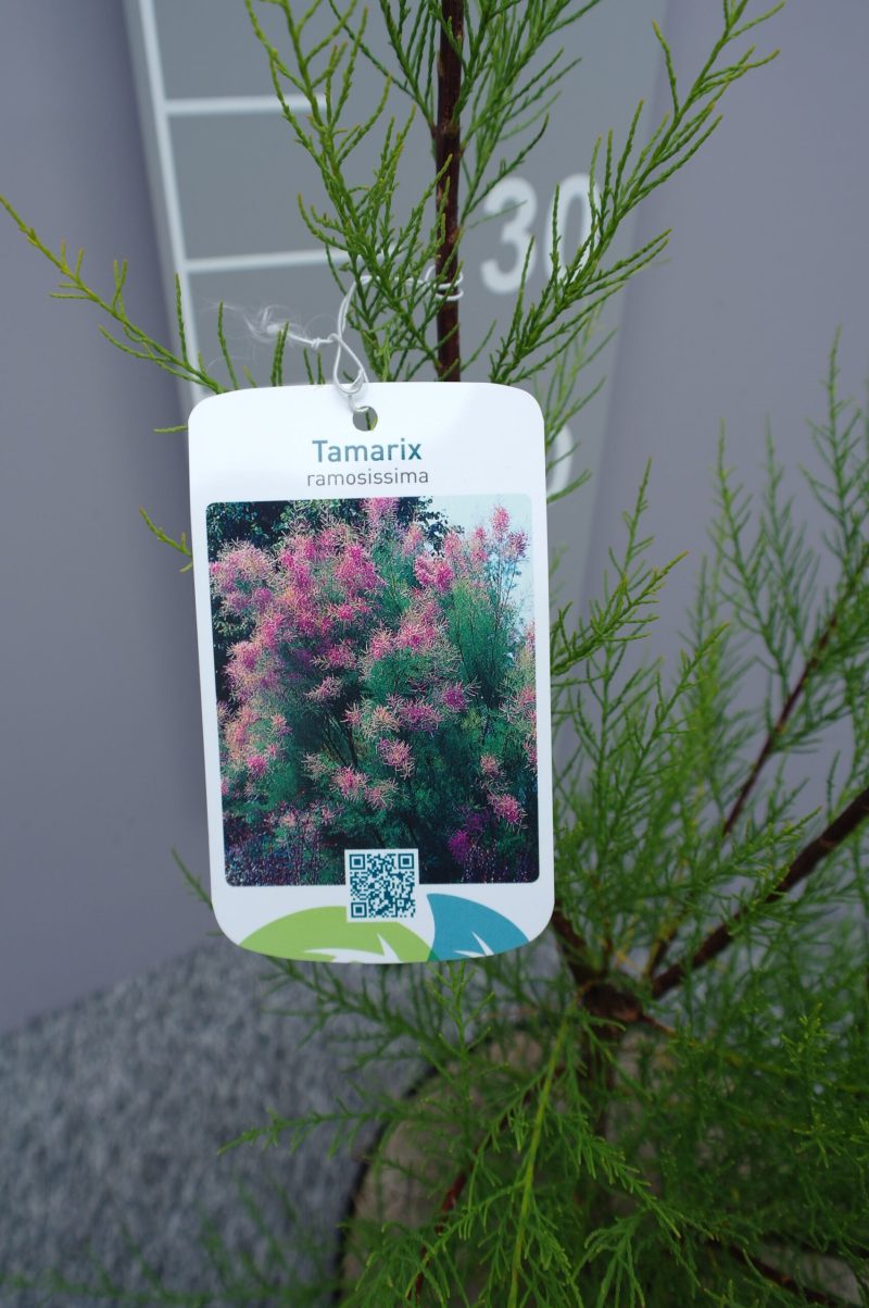Tamarix Ramosissima - Afbeelding 2
