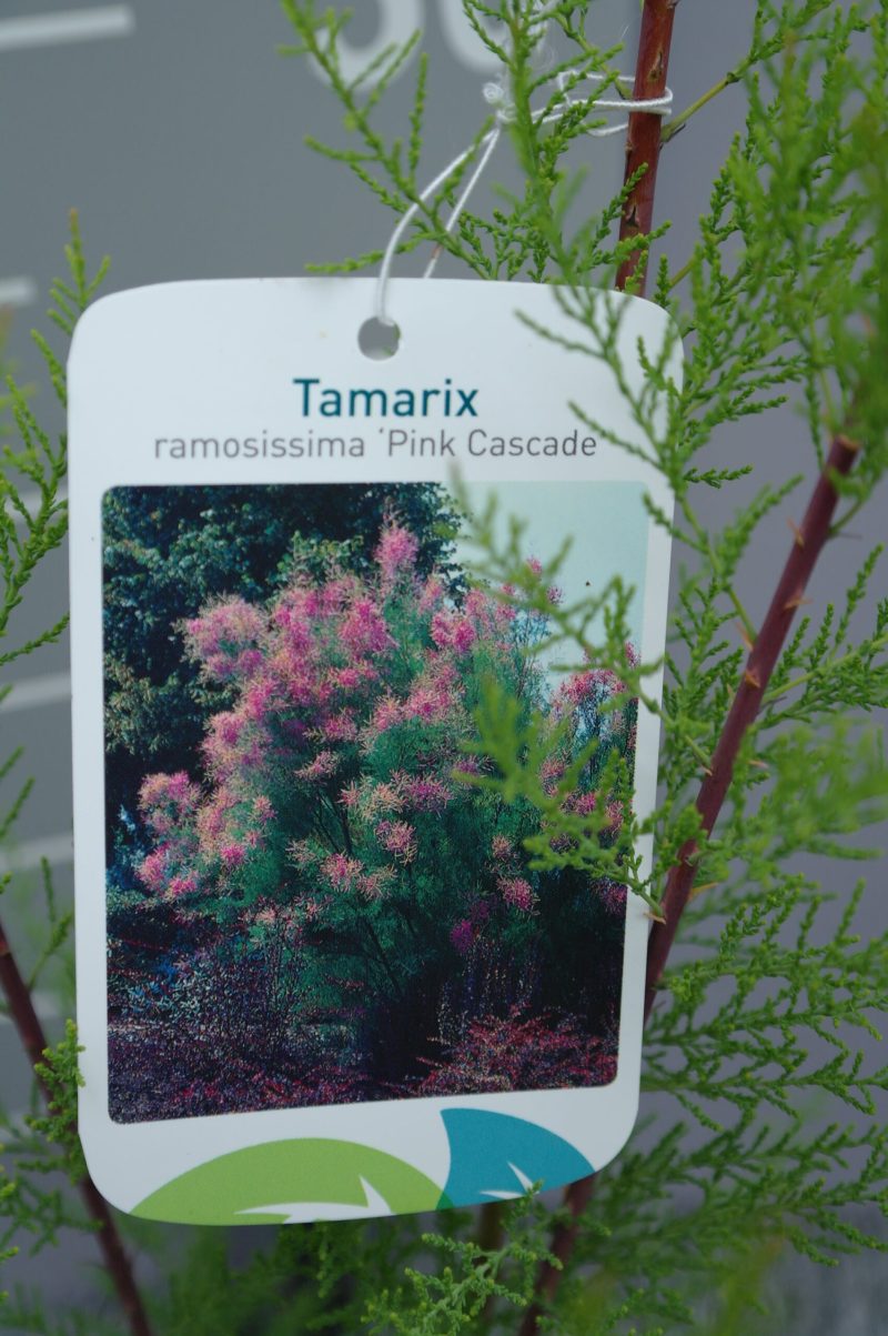 Tamarix Ramosissima 'Pink Cascade' - Afbeelding 2