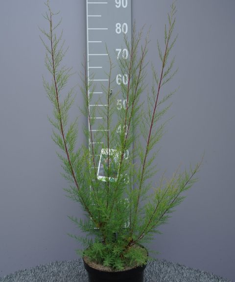 Tamarix Ramosissima 'Pink Cascade'