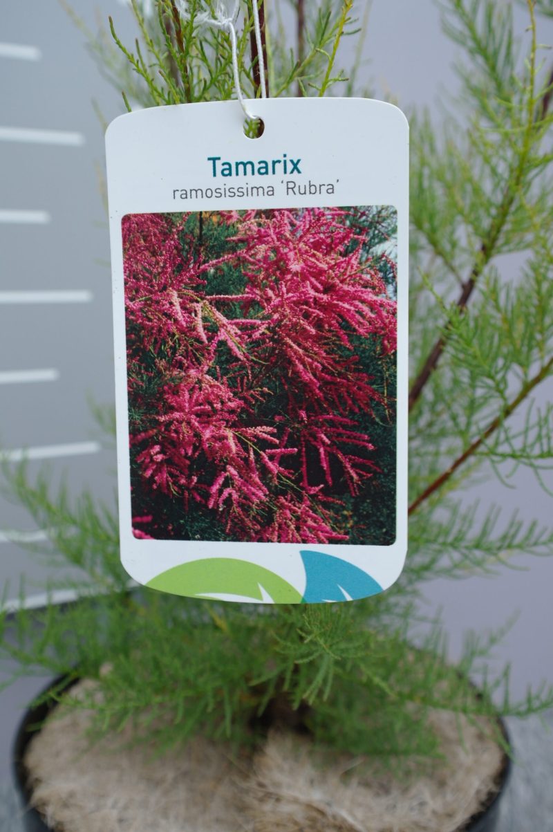 Tamarix Ramosissima 'Rubra' - Afbeelding 2
