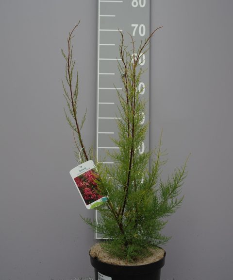 Tamarix Ramosissima 'Rubra'